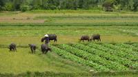 Half-Day Hoi An Countryside and Villages Tours by Bike