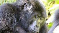 3 jours Gorilla Trek en Ouganda