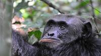 5-Day Chimpanzee and Wildlife Safari from Kampala 