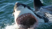 Shark Cage Diving Private Tour from Cape Town
