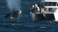 Whale Watching and Hermanus Wine Route: Private Guided Day Tour from Cape Town