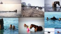 Swim with a Horse in Kalamata