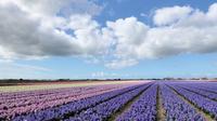 Privétour: dagtour Hollandse tulpenvelden met fietstocht vanuit Amsterdam Privétour: dagtour Hollandse tulpenvelden met fietstocht vanuit Amsterdam