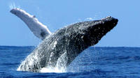 Whale Watch Cruise by Zodiac from Kauai