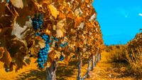 7-Day Best of Mendoza and Buenos Aires Tour: Culture, Wine and Food 