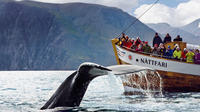 Original Whale Watching Tour on board a Traditional Oak Ship from Husavik