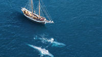 Whale and Puffin Watching on Board a Traditional Oak Sailing Ship from Husavik