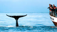 Whale and Puffin watching on board a Traditional Oak Ship from Husavik