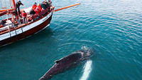 Whale watching on board a Traditional Oak Sailing Ship from Husavik