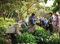 Overnight Quillabamba Coffee Route Tour from Cusco