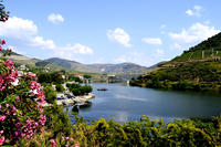 Douro Valley Small-Group Tour with Wine Tasting, Portuguese Lunch and Optional River Cruise