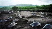 Turtle Tour Near Samara Beach