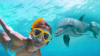 Dolphin Encounter and Snorkeling Combo at Shell Island