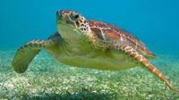 Turtles, Snorkeling and Cenotes Adventure in Akumal 