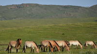 5 Nights Central Mongolia Highlight Tour