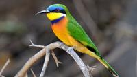 11-Day Bird Watching Tour from Addis Ababa