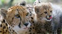 Ann Van Dyk Cheetah Centre Tour from Johannesburg or Pretoria