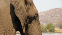 Elephant Sanctuary Tour from Johannesburg 