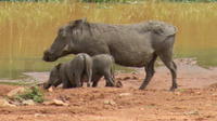 Pilanesberg Safari Day Trip from Johannesburg or Pretoria 