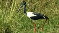 Private Day Trip: Bharatpur and Keoladev Ghana Bird Sanctuary from Agra 