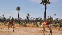 Visite en petit groupe: Camel Ride à travers la Palmeraie de Marrakech