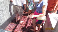 Grape Stomping Experience in Santorini