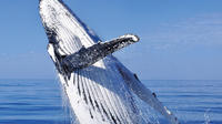 Whale Watching Combo in Cabo San Lucas: Sightseeing Cruise, Snorkeling and Shopping