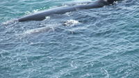 Private Tour: Whale Watching Day Tour to Hermanus from Cape Town 