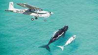 Private Whale Watching Tour by Light Aircraft Including Penguin Viewing and Wine Tasting from Cape Town