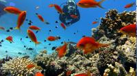 Scuba Diving for Beginners in Didim