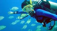 Scuba Diving for Beginners with Lunch