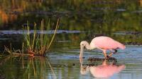 Prek Toal Bird Sanctuary Day Trip from Siem Reap