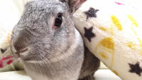 Bunny Cafe Experience in Asakusa