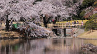 Private Custom Cherry Blossoms Tour by Chartered Vehicle