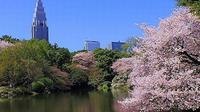 Tokio: excursión para contemplar los cerezos en flor 'Sakura' en autobús con almuerzo bufé incluido Tokio: excursión para contemplar los cerezos en flor 'Sakura' en autobús con almuerzo bufé incluido