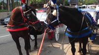 Philadelphia Horse Drawn Carriage Tour