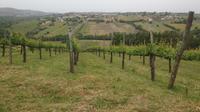 Full-Day Wine Tasting Tour in the Province of Avellino