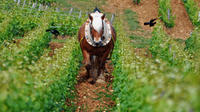 Full Day Private Tour - Wine Tasting Including 6 Grands Crus - The Best of Burgundy