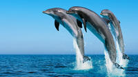 Swim with Dolphins in Hurghada