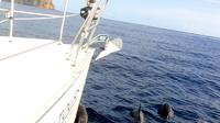2 Hour Sailing Trip Around Angra's Bay