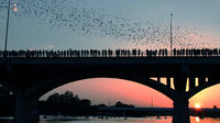 Austin Bat Watching Bike Tour