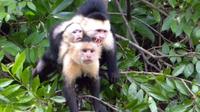 Palo Verde National Park Riverboat Cruise from Tamarindo