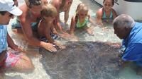 Stingray Feeding Tour at Sandy Cay