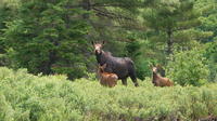 Algonquin Park Wildlife Safari 4-Day Canoe Trip