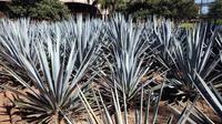 Private Tour: Tequila Cultural Day Trip from Puerto Vallarta