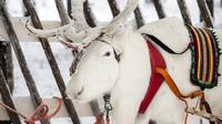 Lapland Reindeer Safari from Rovaniemi