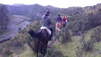 4-Day Horse Trek Through Andes or Cloud Forest