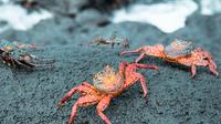 5-Day Galapagos Island Hopping Tour