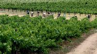 Cape Winelands Bike Tour and Wine Tasting from Cape Town