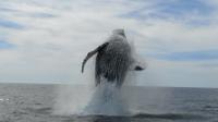 Whale Watching Expedition in Los Cabos